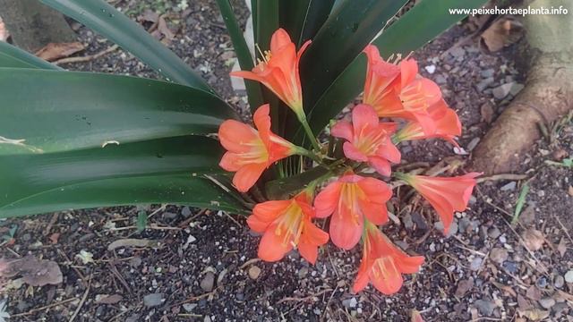 Como Cuidar da Planta Clívia смотреть онлайн