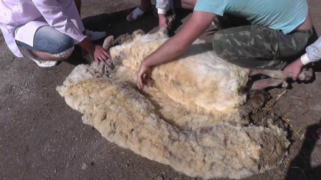 Стрижка овцы. Shearing of the sheep. Docent A.D. Stepanov, ПДАТУ смотреть онлайн