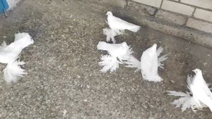 Прекрасные голуби Северокавказские космачи!