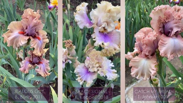 Цветение ирисов из нашей коллекции 2020, ч. 2 смотреть онлайн