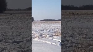 ТАБУН КОСУЛЬ!!!!!