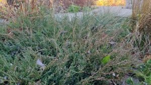 Хвойные, которые МЕНЯЮТ ЦВЕТ  осенью. Обзор. Осенние акценты.