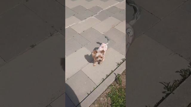 воспитанность собаки буси на улице