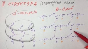 Структура белковой молекулы. Биохимия
