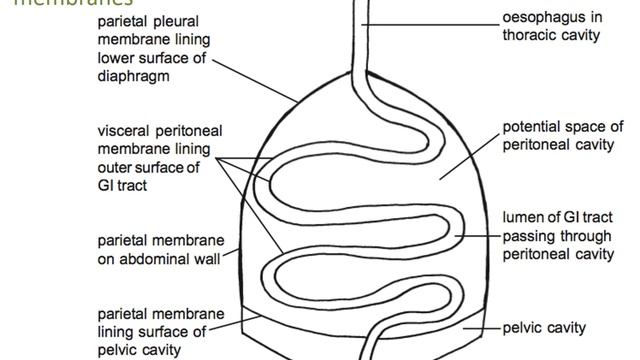 Gastrointestinal anatomy and physiology, Part 1 смотреть онлайн
