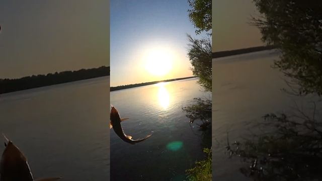 Весенняя ловля рыбы на донки - закидушки. Ловля красных на р. Обь. #shorts #fishing #рыбалка #рыба