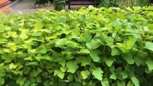 Стена-блок из пузыреплодника