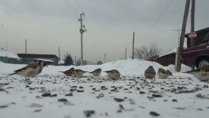 Щегол как поймать!? Саъба саба