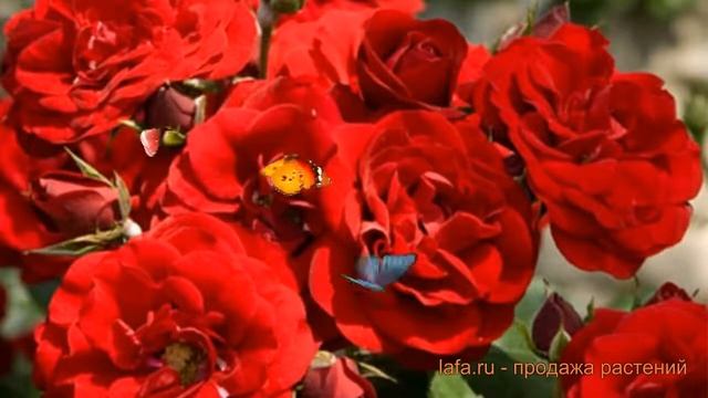 Роза флорибунда Сачмо (rose floribunda satchmo) ? роза Сачмо обзор: как сажать саженцы розы Сачмо смотреть онлайн