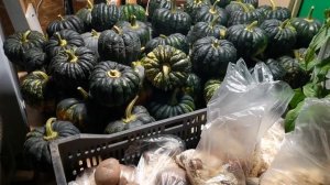 Не сажайте ЭТИ САРПО сорта картофеля! Толку от них никакого!