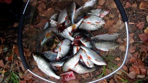 Ловля плотвы на пикер, фидер Волжанка Оптима 25+. Рыбалка 2021.