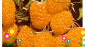 Малина обыкновенная Абрикосовая. Краткий обзор, описание характеристик rubus idaeus Abrikosovaya