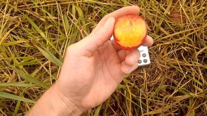 Алыча Путешественница