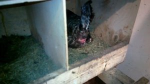 Как курица несет яйцо