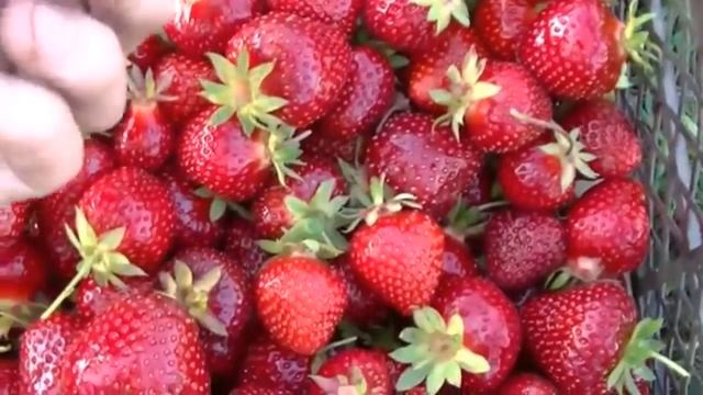 Собираю клубнику Джоли. Идея реализации ягоды зимой. смотреть онлайн