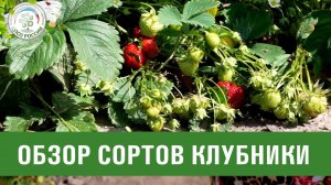 Клубника. Солнечная полянка. Сассетт. Роксана. Земклуника 919/5. Краткий обзор сортов земляники.