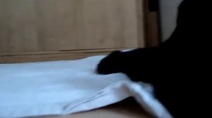 щенки немецкая овчарка окрас черный