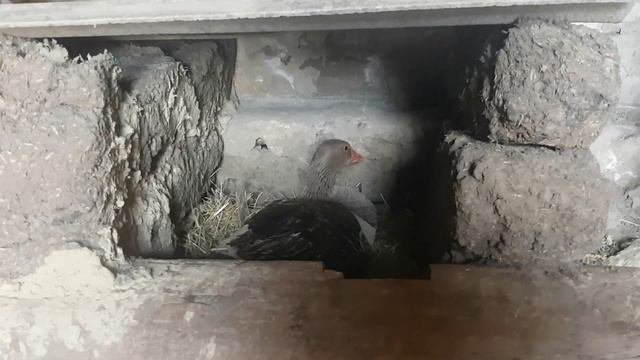 Как отбирать Гусаков на племя и как Сажать Гуску на гнездо
