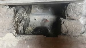 Как отбирать Гусаков на племя и как Сажать Гуску на гнездо