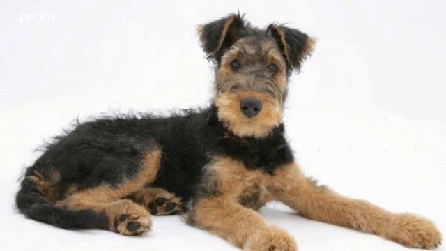 Details about Airedale terrier| Specific information about animals | Animal wikipedia series смотреть онлайн