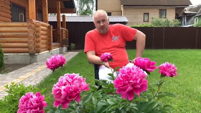 ЛУКОГОН: выгонка тюльпанов к 8 Марта. Основы технологии профессиональной выгонки.