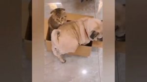 Битва за коробочку