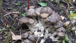 Рядовка скученная! Собрала грибы у себя во дворе для маринования!
