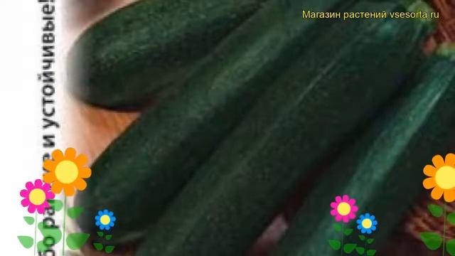 Кабачок цуккини Завтрак нефтяника. Краткий обзор, описание характеристик cucurbita pepo смотреть онлайн