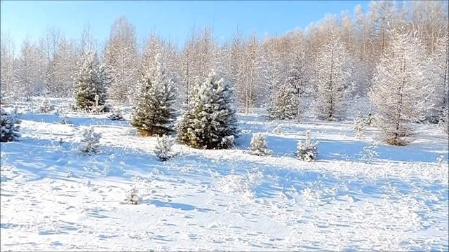 ЗИМА ОКОЛО ЧЁРНЫХ БЕРЁЗ смотреть онлайн