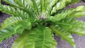 Birds  Nest  Fern caring and propagation Malayalam