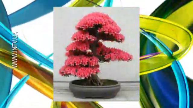 Школа життя: Як виростити бонсай? смотреть онлайн