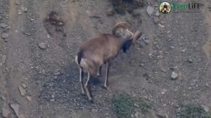 Трофейная охота на якутского снежного барана в Себяне.