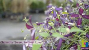 Clématite 'Sweet Summer Love'® - Pépinières TRAVERS - Spécialiste des plantes grimpantes