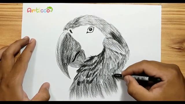  @ArticcoDrawing LIVE STREAM: "Scarlet Macaw Sketch Drawing - Live Tutorial" смотреть онлайн
