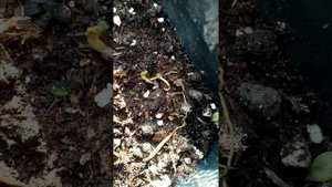 Как вырастить акацию белую из семян часть 2