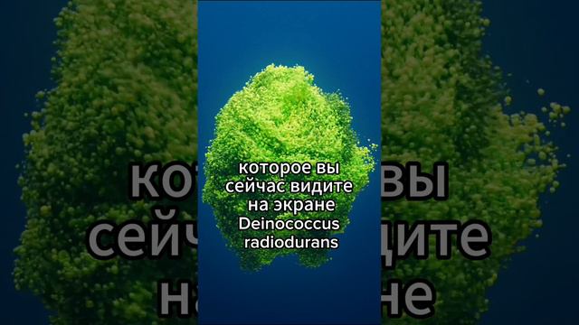 Бактерия Deinococcus radiodurans