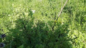 Курильский чай, лапчатка.