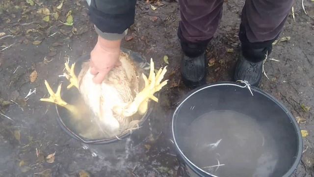 Как ощипать бройлера, чтобы не лопнула шкурка. смотреть онлайн