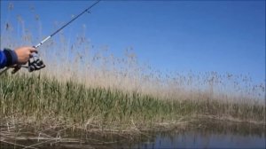 Константин Кузьмин. Краснопёрка и сплит-шот.