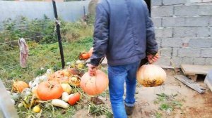 Сбор урожая тыквы.Рекорд наш - тыква весом 15 кг(собранная ранее).