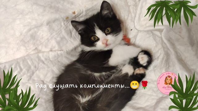 ? Спинальник Тедди обожает слушать ? комплимент ?