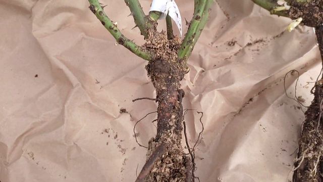 Посылочки из питомников Вип сад и Гарант✋ смотреть онлайн