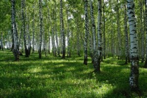 Иисусова молитва в березовой роще, 1 час.mp4