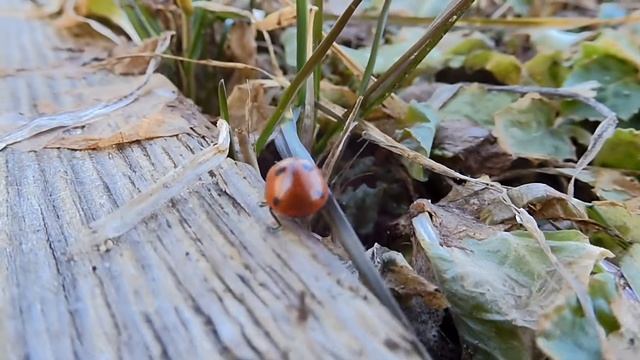 Божья Коровка в апреле 2022?/Ladybug in April 2022?