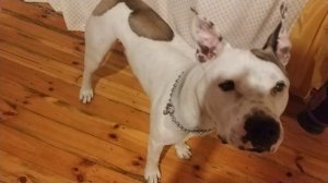 Самая умная порода собак . Стаффордширский терьер .