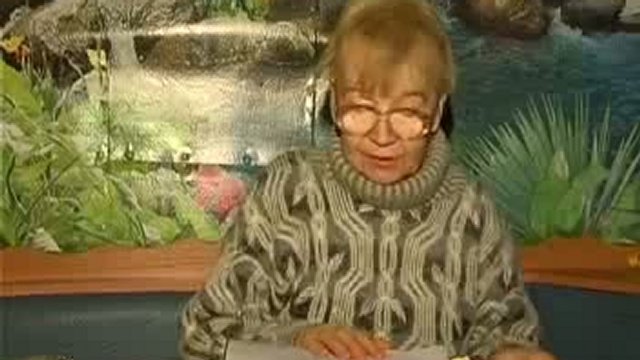 Квитчаста