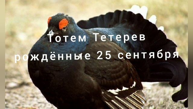 Тотем Тетерев рождённые 25 сентября