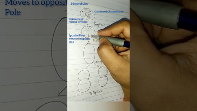 Mitosis easy diagram #howtodraw #easysteps #mitosis #cellcycleandcelldivision #class11