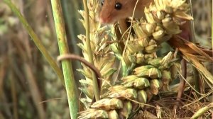 Мышь-малютка