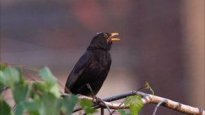 Черный дрозд - Turdus merula